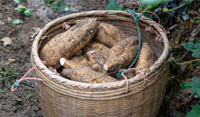 佛山至味 | 高明合水粉葛:家常菜肴 感知秋味
